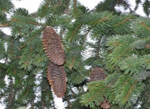 Picea - Елка