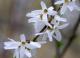 Abeliophyllum distichum - Абелиолистник двурядный
