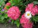 Hydrangea macrophylla - гортензия крупнолистная