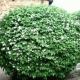 Philadelphus - Чубушник