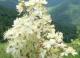Spiraea - Таволга