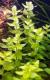 Bacopa caroliniana - бакопа каролинская