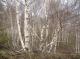Берёза - Betula