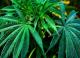 Cannabis - Конопля
