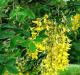 Laburnum-anagyroides Бобовник анагиролистный