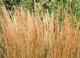 Сlamagrostis - Вейник