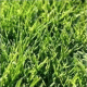Poa trivialis L - мятлик обыкновенный