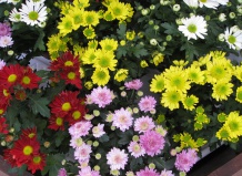 Chrysanthemum - Хризантема