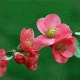 Chaenomeles - Хеномелес