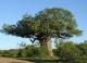 Баобаб африканский - Adansonia digitata