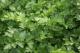 Petroselinum crispum - Петрушка курчавая