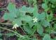 Potentilla alba L - Бриония белая
