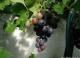 Vitis - Виноград