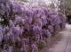 Wisteria - Глициния