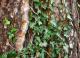 Hedera helix - Плющ обыкновенный