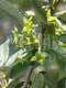 Е. argentea Pursh - Лох серебристый