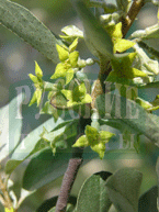 Е. argentea Pursh - Лох серебристый