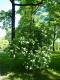Viburnum lantana - калина гордовина