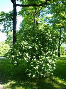 Viburnum lantana - калина гордовина