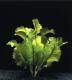Nuphar japonicum - кубышка японская