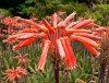 Фотография Aloe maculata