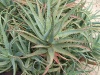 Фото Aloe arborescens